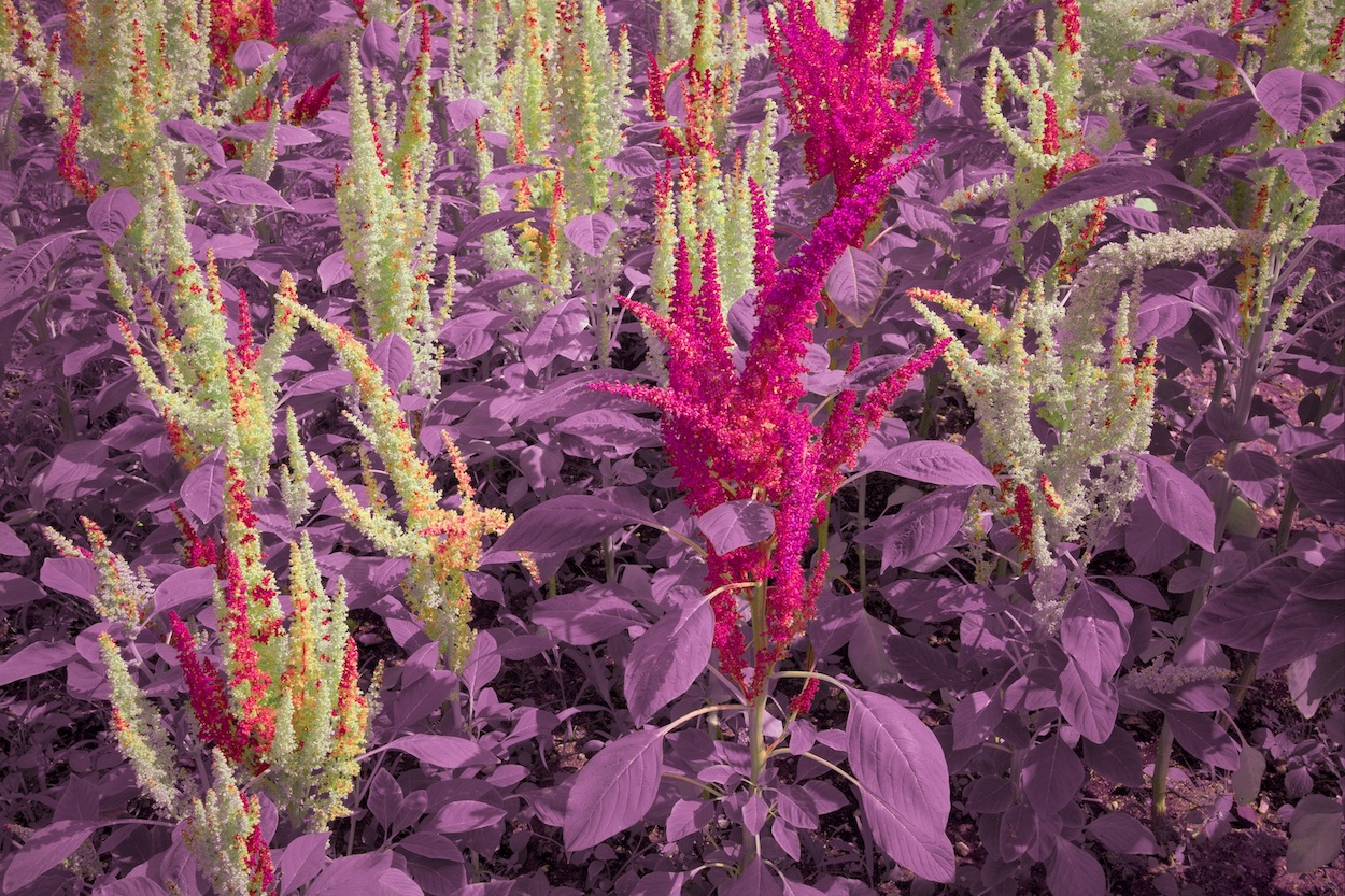 fleurs d'ailleurs I